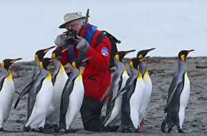 Tourist Prints: King Penguin Aptenodytes patagonicus adults running past tourist from cruise ship