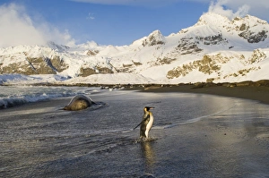 King Penguin Aptenodytes patagonicus Gold Harbour South Georgia November