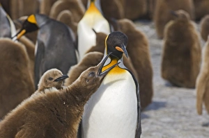 King Penguin Aptenodytes patagonicus chicks Gold Harbour South Georgia November