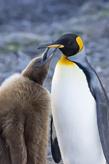 South Georgia Prints: King Penguin Aptenodytes patagonicus chick begging for food Gold Harbour South Georgia