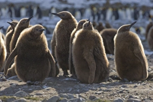 King Penguin Aptenodytes patagonicus chicks Gold Harbour South Georgia November King Penguin Aptenodytes patagonicus chicks Gold Harbour South Georgia November
