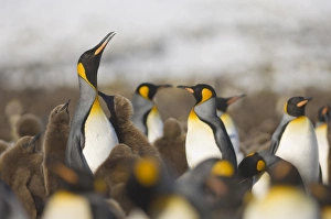 King Penguin Aptenodytes patagonicus chicks Gold Harbour South Georgia November
