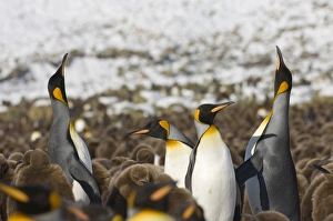 King Penguin Aptenodytes patagonicus colony Gold Harbour South Georgia November King Penguin Aptenodytes patagonicus colony Gold Harbour South Georgia November