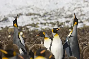 South Georgia Prints: King Penguin Aptenodytes patagonicus colony Gold Harbour South Georgia November