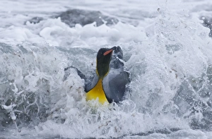 King Penguin Aptenodytes patagonicus coming ashore in surf Gold Harbour South Georgia King Penguin Aptenodytes patagonicus coming ashore in surf Gold Harbour South Georgia