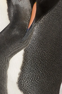 King Penguin Aptenodytes patagonicus dozing Gold Harbour South Georgia November King Penguin Aptenodytes patagonicus dozing Gold Harbour South Georgia November