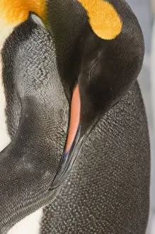 King Penguin Aptenodytes patagonicus dozing Gold Harbour South Georgia November