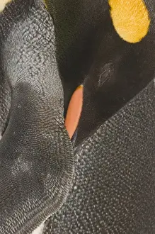 King Penguin Aptenodytes patagonicus sleeping Gold Harbour South Georgia November