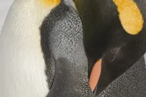 South Georgia Prints: King Penguin Aptenodytes patagonicus sleeping Gold Harbour South Georgia November