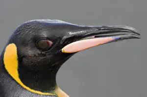 South Georgia Prints: King Penguin Aptenodytes patagonicus St Andrews Bay South Georgia November