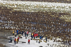 King Penguin Aptenodytes patagonicus Gold Harbour South Georgia November