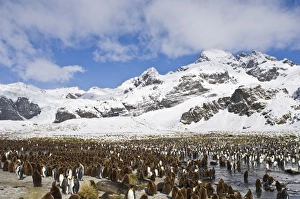 King Penguin colony Aptenodytes patagonicus Gold Harbour South Georgia November King Penguin colony Aptenodytes patagonicus Gold Harbour South Georgia November