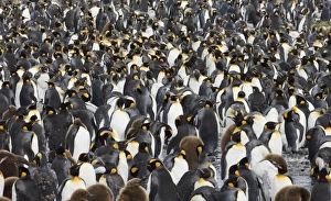 King Penguin colony Aptenodytes patagonicus Gold Harbour South Georgia November King Penguin colony Aptenodytes patagonicus Gold Harbour South Georgia November