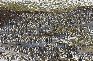 King Penguin Aptenodytes patagonicus Gold Harbour South Georgia November