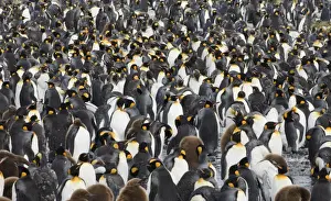 South Georgia Prints: King Penguin colony Aptenodytes patagonicus Gold Harbour South Georgia November