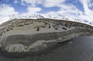 South Georgia Prints: King Penguin colony Aptenodytes patagonicus St Andrews Bay South Georgia November