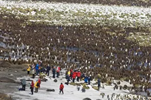 Tourist Prints: King Penguin colony Aptenodytes patagonicus and tourists from cruise ship Gold Harbour