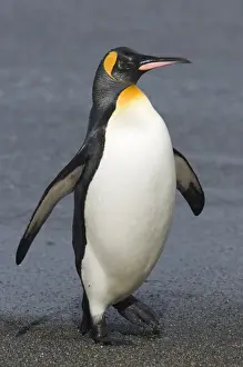 South Georgia Prints: King Penguin coning ashore Aptenodytes patagonicus St Andrews Bay South Georgia November