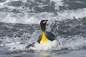 King Penguin coning ashore Aptenodytes patagonicus St Andrews Bay South Georgia November