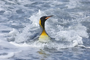 King Penguins Aptenodytes patagonicus adult coming ashore St Andrews Bay South Georgia King Penguins Aptenodytes patagonicus adult coming ashore St Andrews Bay South Georgia