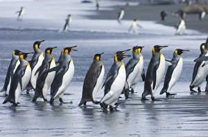 King Penguins Aptenodytes patagonicus adults coming ashore St Andrews Bay South Georgia King Penguins Aptenodytes patagonicus adults coming ashore St Andrews Bay South Georgia