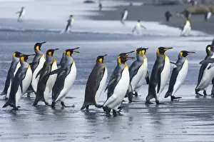 Images Dated 8th November 2006: King Penguins Aptenodytes patagonicus adults coming ashore St Andrews Bay South Georgia