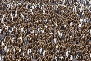 South Georgia Prints: King Penguins Aptenodytes patagonicus colony at Royal Bay South Georgia November
