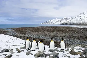South Georgia Prints: King Penguins Aptenodytes patagonicus colony St Andrews Bay South Georgia November