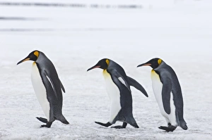 King Penguins Fortuna Bay South Georgia
