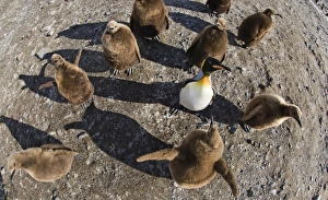 King Penguins Fortuna Bay South Georgia
