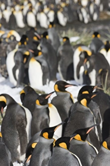 King Penguins Fortuna Bay South Georgia