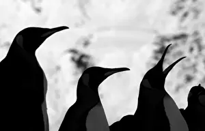 South Georgia Prints: King Penguins Aptenodytes patagonicus Fortuna Bay South Georgia November
