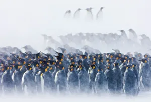 King Penguins Aptenodytes patagonicus group huddled together in blizzard Right Whale King Penguins Aptenodytes patagonicus group huddled together in blizzard Right Whale