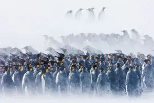 South Georgia Prints: King Penguins Aptenodytes patagonicus group huddled together in blizzard Right Whale