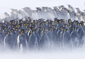 South Georgia Prints: King Penguins Aptenodytes patagonicus huddled together during storm Right Whale Bay