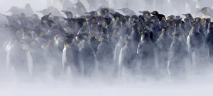 King Penguins Aptenodytes patagonicus huddled together during storm Right Whale Bay