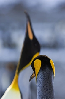 King Penguins Fortuna Bay South Georgia