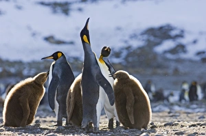 King Penguins Aptenodytes patagonicus pair in display Fortuna Bay South Georgia November King Penguins Aptenodytes patagonicus pair in display Fortuna Bay South Georgia November