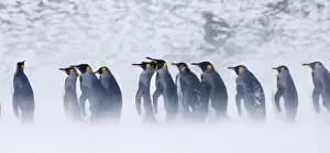 South Georgia Prints: King Penguins Aptenodytes patagonicus Right Whale Bay South Georgia November