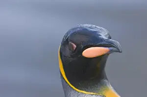 South Georgia Prints: King Penguins Aptenodytes patagonicus St Andrews Bay South Georgia November