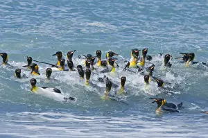 South Georgia Prints: King Penguins Aptenodytes patagonicusgroup bathing St Andrews Bay South Georgia November