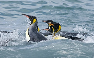 King Penguins bathing in sea Aptenodytes patagonicus St Andrews Bay South Georgia King Penguins bathing in sea Aptenodytes patagonicus St Andrews Bay South Georgia