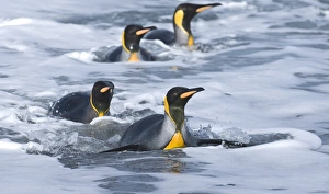 King Penguins coning ashore Aptenodytes patagonicus St Andrews Bay South Georgia November King Penguins coning ashore Aptenodytes patagonicus St Andrews Bay South Georgia November