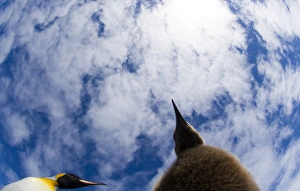 South Georgia Prints: King Penguins Fortuna Bay South Georgia