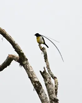 King Of Saxony Prints: King of Saxony Bird of Paradise at Tari Gap Highlands Papua New Guinea