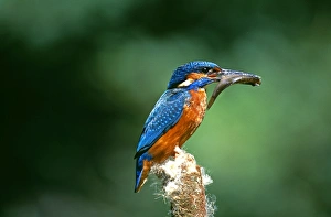 Editor's Picks: Kingfisher, Alcedo atthis, with fish, Buckinghamshire, UK, spring
