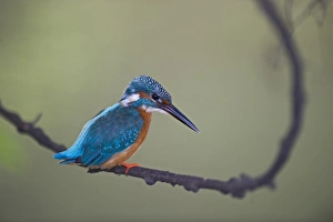 Images Dated 2010 November: Kingfisher Alcedo atthis Norfolk UK