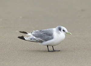 Kittiwake Risa tridactyla moulting adult in non-breeding plumage September Merseyside Kittiwake Risa tridactyla moulting adult in non-breeding plumage September Merseyside