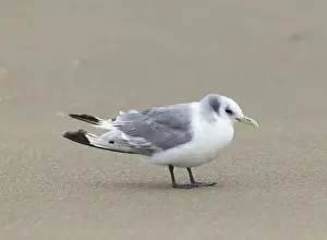 Prints of Kittiwake Risa tridactyla moulting adult in non-breeding plumage September Merseyside Images Dated 2009 November: Kittiwake Risa tridactyla moulting adult in non-breeding plumage September Merseyside