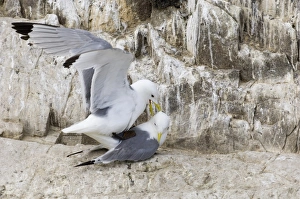 Kittiwake Risa tridactyla pair mating Inner Farne farne Islands Northumberland summer Kittiwake Risa tridactyla pair mating Inner Farne farne Islands Northumberland summer